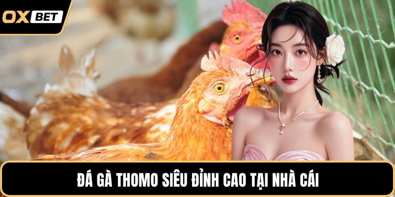 Đá gà Thomo siêu đỉnh cao tại nhà cái