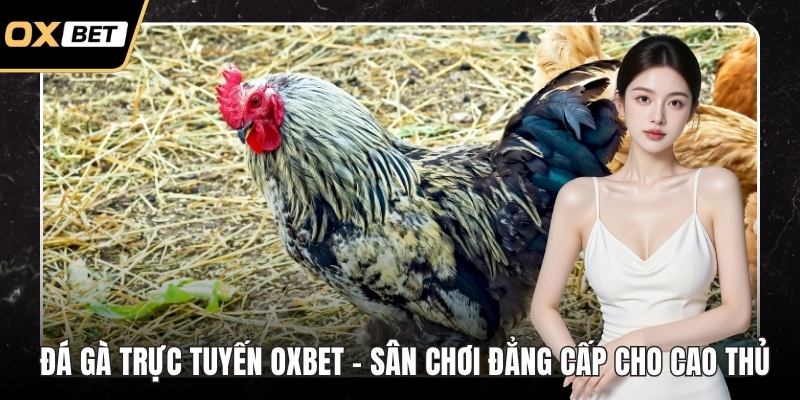 Đá gà trực tuyến OXBET