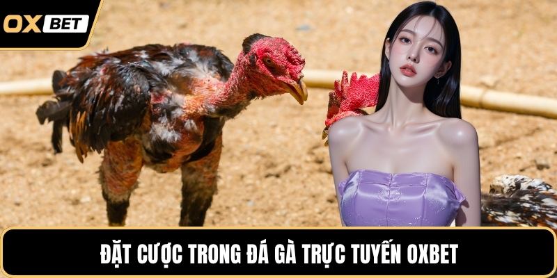 Đặt cược trong đá gà trực tuyến OXBET