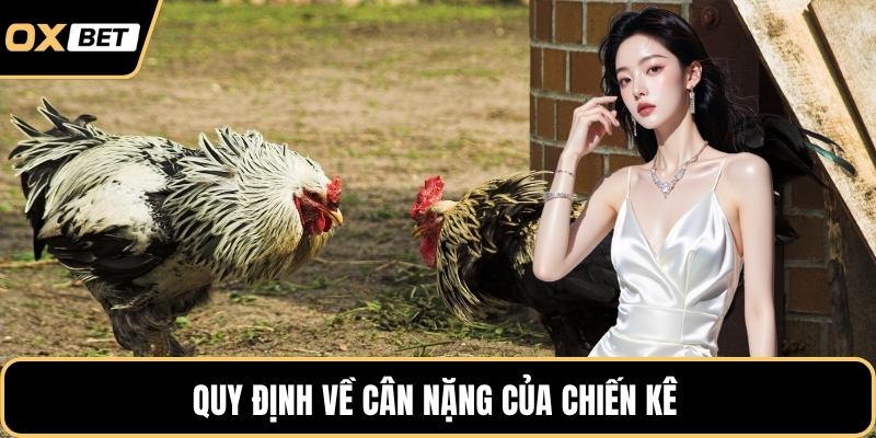 Quy định về cân nặng của chiến kê 