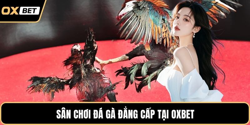 Sân chơi đá gà đẳng cấp tại OXBET